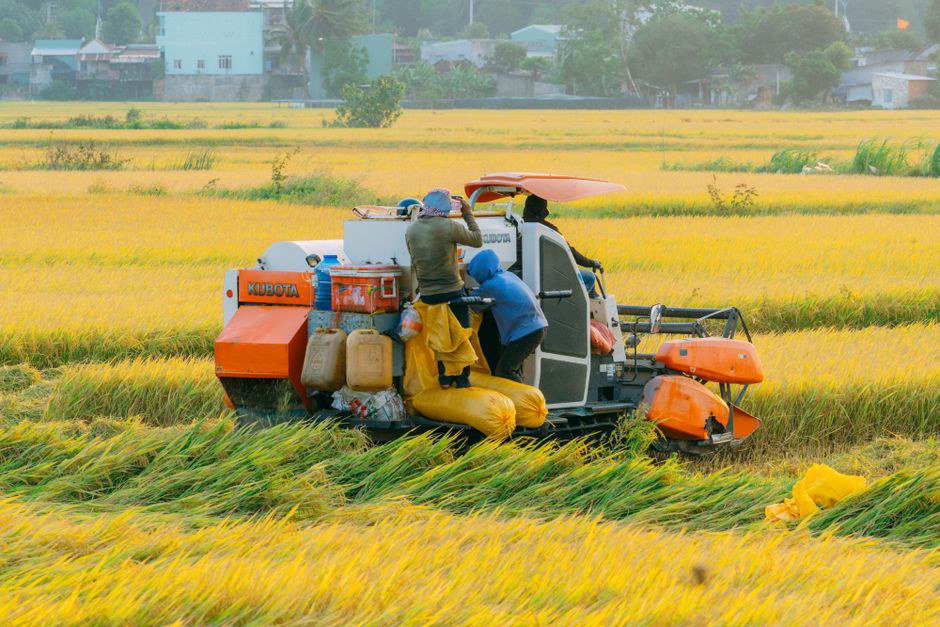 Vì sao đại lý nông nghiệp dễ quá tải khi vào vụ? Vì sao đại lý nông nghiệp dễ quá tải khi vào vụ?
