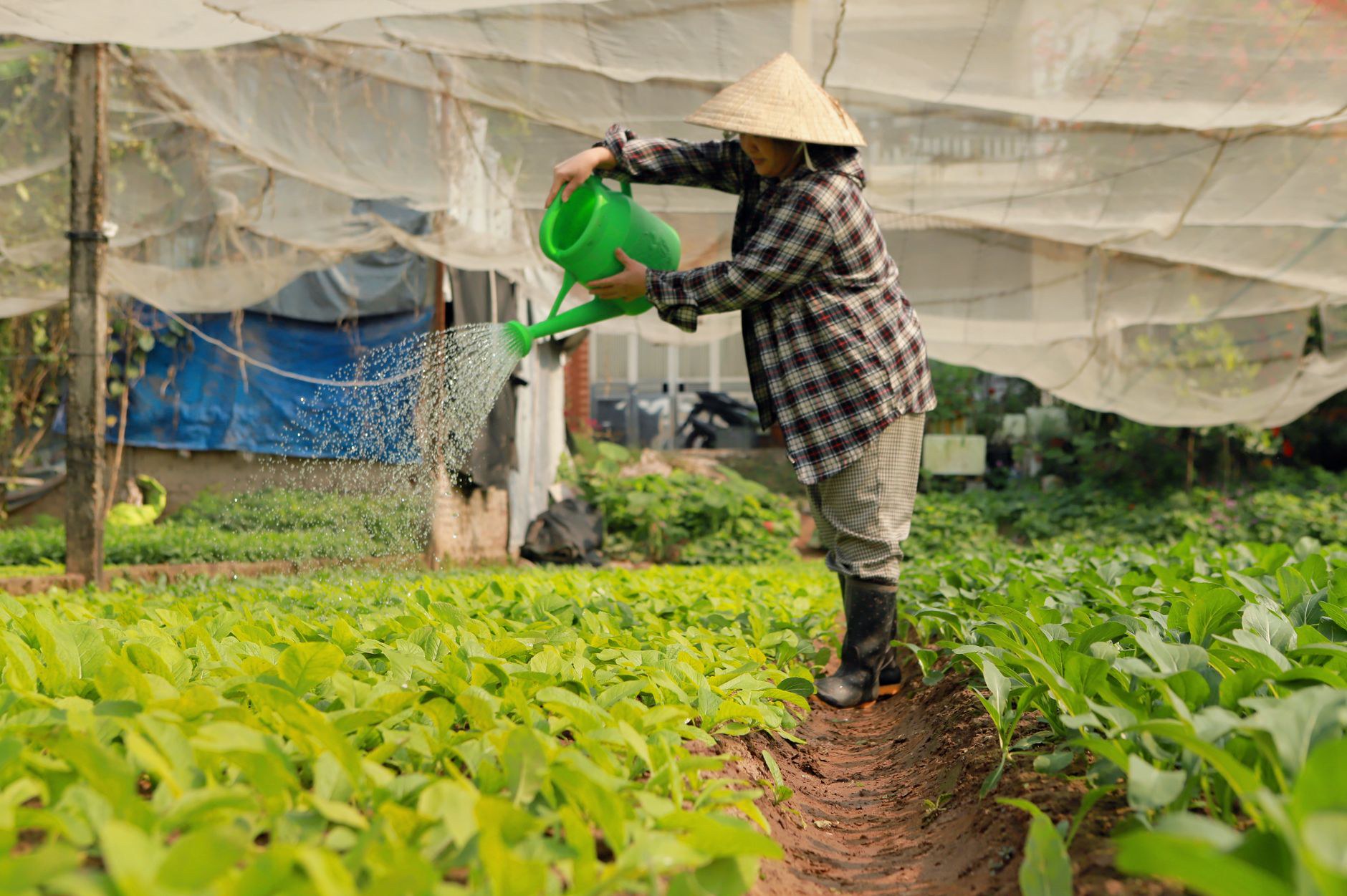 Hướng Dẫn Kỹ Thuật Trồng Trọt Và Chăm Sóc Cây Còi Cọc Hướng Dẫn Kỹ Thuật Trồng Trọt Và Chăm Sóc Cây Còi Cọc